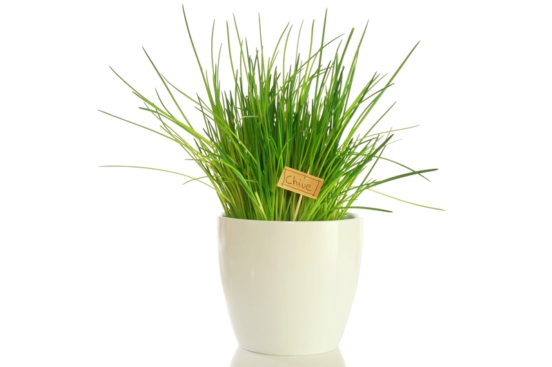garden Lawn