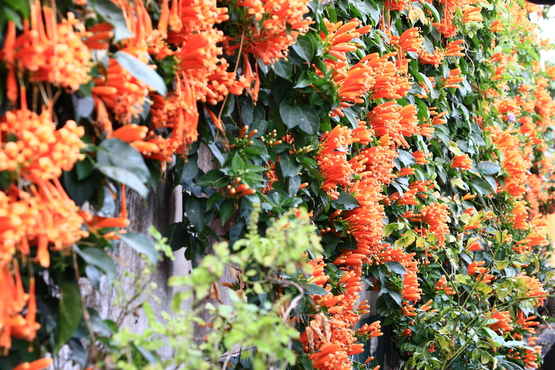 garden design Hedge trimming
