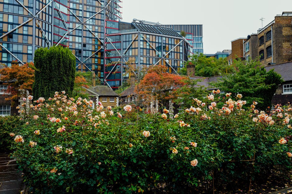 A vibrant garden scene within the Heygate Estate gardens, featuring a dense bed of blooming roses with pale pink and peach petals, lush green foliage, and a variety of plants. The roses are in full bloom, creating a colorful foreground. Behind the flower bed, well-maintained lawn areas and neatly trimmed hedges add structure to the garden. Several small trees with autumn-colored leaves provide height and contrast to the scene, while pathways with stone or brick surfaces meander through the garden. In the background, towering modern buildings with glass and steel facades reflect the surrounding environment, contrasting with the traditional garden elements. The environment appears well cared for, with signs of recent garden maintenance, such as trimmed bushes and clear pathways, in the vicinity. The overall scene is bathed in natural daylight, highlighting the textures of wet soil, flowering plants, and landscaped features, showcasing garden maintenance work by gardenerselephantandcastle.org.uk.