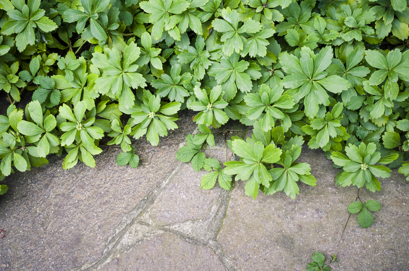 home plants
