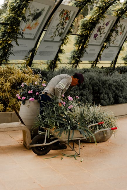 A gardener wearing a grey sweater and black cap is seen tending to plants in an indoor botanical display. They are leaning over a wheelbarrow filled with leafy green plants, including some with long, broad leaves. The scene features neatly arranged garden beds with blooming pink and purple flowers, as well as dense, dark green shrubbery. Behind the gardener, there are display boards with botanical illustrations and descriptions, mounted at an angle along a glass wall that allows natural light to illuminate the space. The overall environment appears well-maintained, with a smooth, light-colored tiled floor and a sheltered ambiance suitable for gardening activities and plant care. The setting reflects professional garden maintenance or landscaping work, emphasizing plant health and display quality, consistent with services by gardenerselephantandcastle.org.uk for gardening and outdoor care in Elephant and Castle.